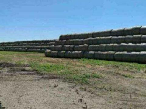 Körbálás búzaszalma eladó Nagyszénáson Körbálás búzaszalma eladó Nagyszénáson