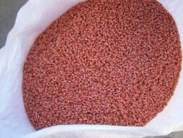 Búza vetőmag akciós áron