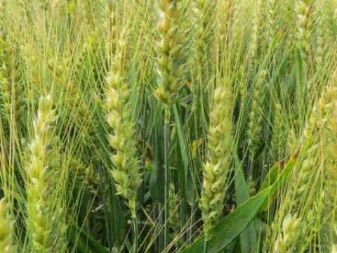 Őszi búza vetőmag szezonvégi áron – minőségi, fémzárolt kínálat