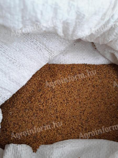 Lucernamag