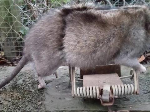 Patkánycsapda Fenn MK4 Patkánycsapda Fenn MK4