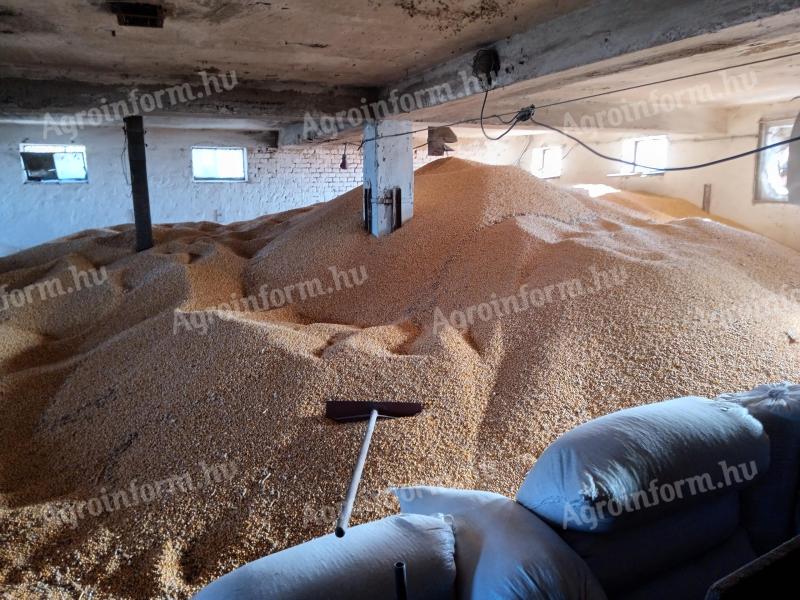 Kukorica eladó Városföldön