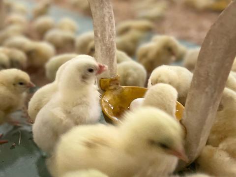 Baromfi Állatgondozó Baromfi Állatgondozó