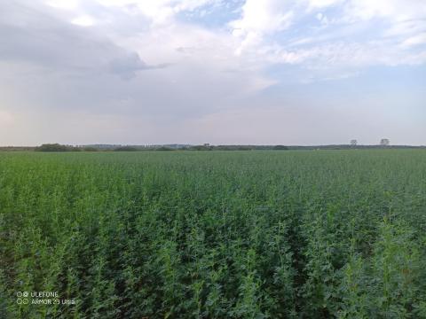 Szántóföld eladó Jánkmajtison,  a főút mellett