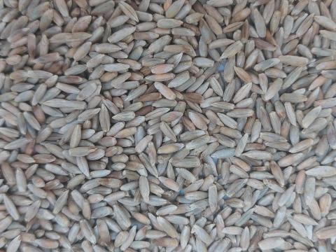 ROZS, malmi ROZS, malmi