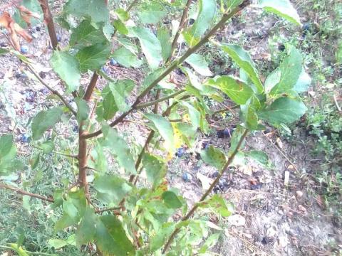 Szilvafa csemete eladó Szilvafa csemete eladó