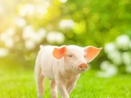 Hústípusú nagyüzemi malacok eladók