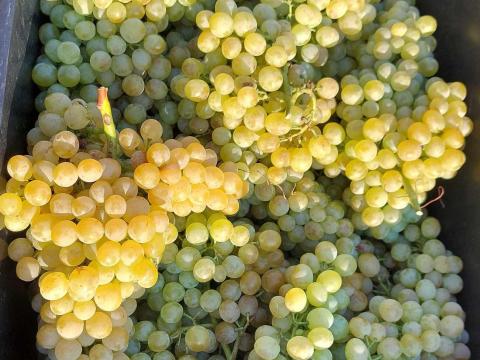 Pölöskei muskotály szőlő cefre kiforrva előjegyezhető Pölöskei muskotály szőlő cefre kiforrva előjegyezhető