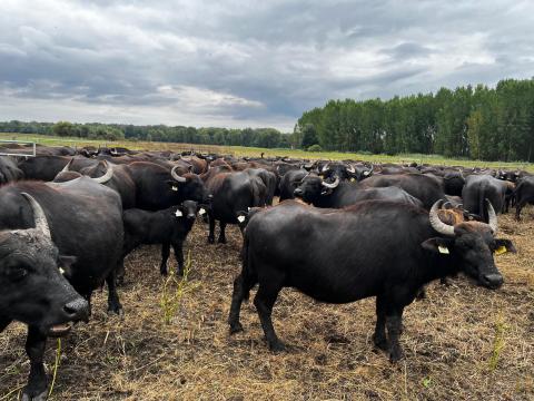 Eladó magyar házi bivaly ökrök Eladó magyar házi bivaly ökrök