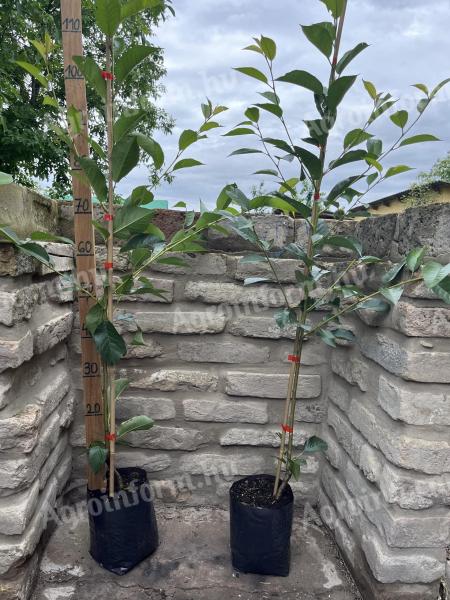 Meggy Érdi bőtermő Prunus cerasus konténeres gyümölcsfa oltvány