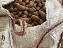 Burgonya termelőtől eladó