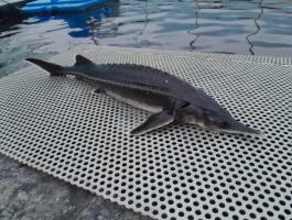 Kecsege eladó – 40-50 dkg,  MOHOSZ partner