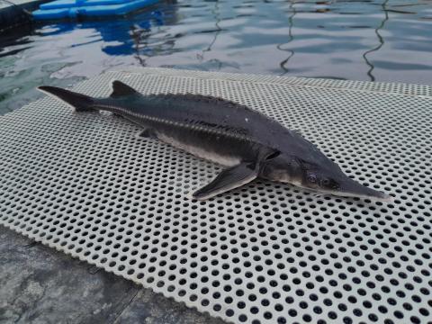 Kecsege eladó – 40-50 dkg, MOHOSZ partner Kecsege eladó – 40-50 dkg, MOHOSZ partner