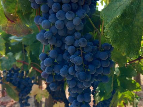 Merlot borszőlő eladó