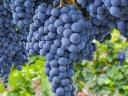 Eladó Cabernet Sauvignon szőlő termelőtől