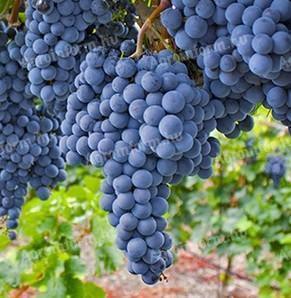 Eladó Cabernet Sauvignon szőlő termelőtől