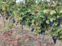 Aszófői cabernet sauvignon/frank termés bio minősítéssel 4000 kg