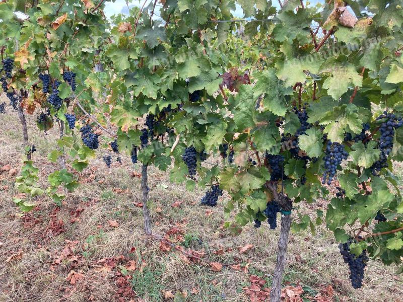 Aszófői cabernet sauvignon/frank termés bio minősítéssel 4000 kg