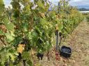 Aszófői cabernet sauvignon/frank termés bio minősítéssel 4000 kg