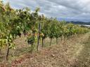 Aszófői cabernet sauvignon/frank termés bio minősítéssel 4000 kg
