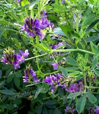 Fémzárolt lucerna vetőmagok eladók