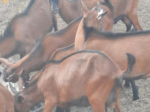 Alpesi bak kecske eladó Alpesi bak kecske eladó