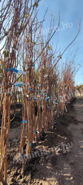 Szabadgyökerű gyümölcsfa oltvány őstermelőtől