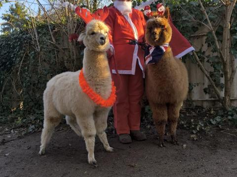 Nagyon kedves alpakák gazdit keresnek