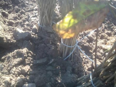 Milotai 10-es magonc diófa csemete eladó 10 cm/160 Ft Milotai 10-es magonc diófa csemete eladó 10 cm/160 Ft