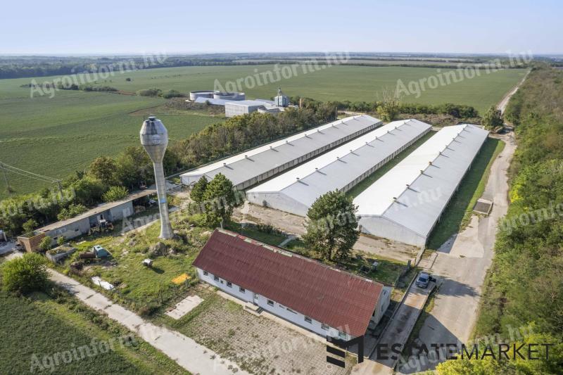 Eladó sertéstelep, 7200 férőhelyes, teljesen automatizált (bérlésre lehetőség nincs!)