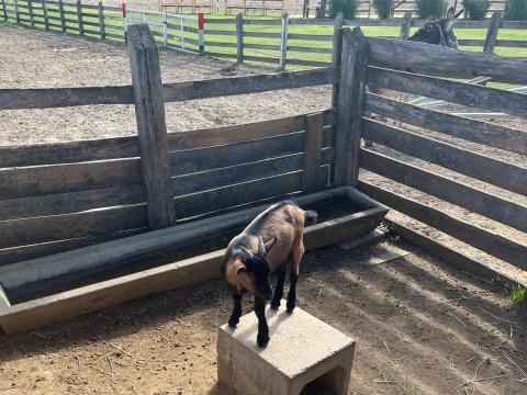 Törpekecske Törpekecske