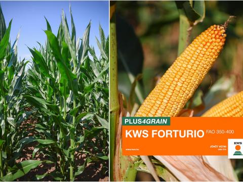 KWS FORTURIO (FAO 400-450) kukorica vetőmag