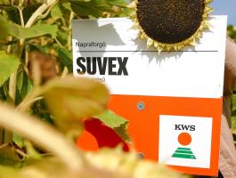 SUVEX napraforgó vetőmag,  SULFO-toleráns