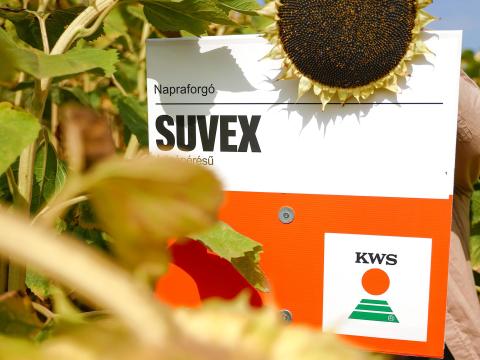 SUVEX napraforgó vetőmag,  SULFO-toleráns