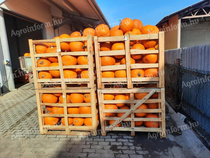 Halloween tök eladó Alsónémedin termelőtől