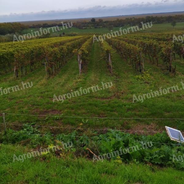 Soproni Kékfrankos szőlőterület eladó panorámás kilátással