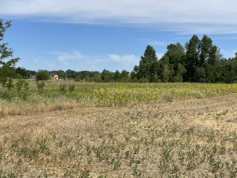 Ménteleken szántóföld eladó Ménteleken szántóföld eladó