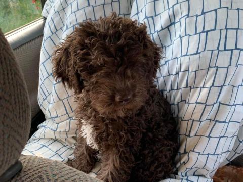 Lagotto Romagnolo Lagotto Romagnolo