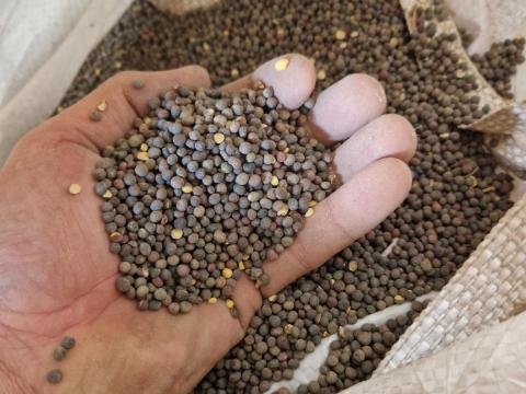 Bükköny vetőmag eladó Bükköny vetőmag eladó