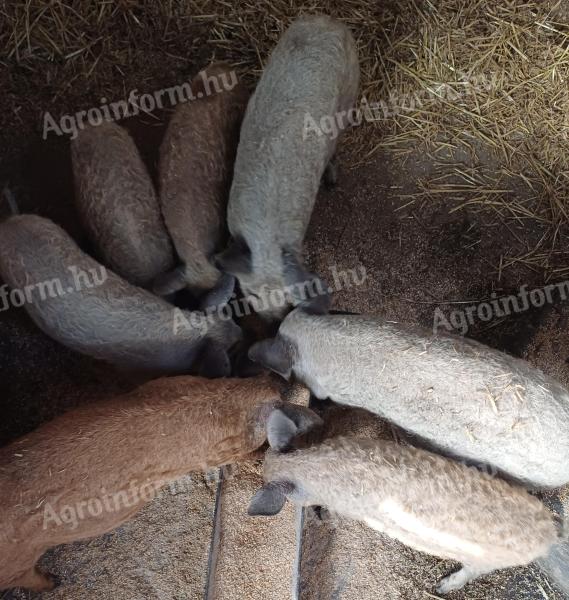 Süldök és hízók mangalica eladók