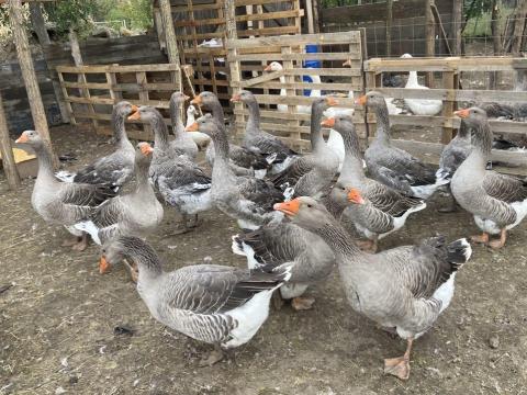 Eladó liba kiváló minőségben,  élve vagy konyhakészen