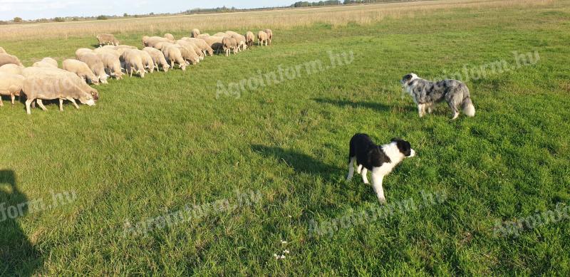 Border collie kiskutyák