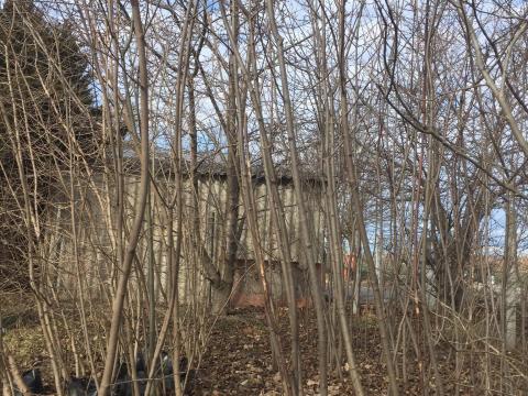 Hegyi juhar, zöld juharfák Hegyi juhar, zöld juharfák