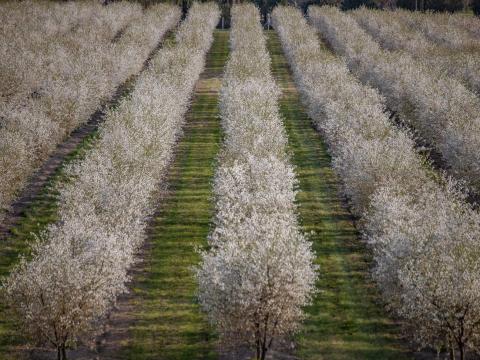 Termőföldet vennék,  bérelnék,  kiemelt áron Solt vonzáskörzetében