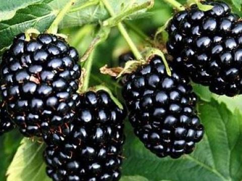 Tüske mentes SZEDER tövek Tüske mentes SZEDER tövek