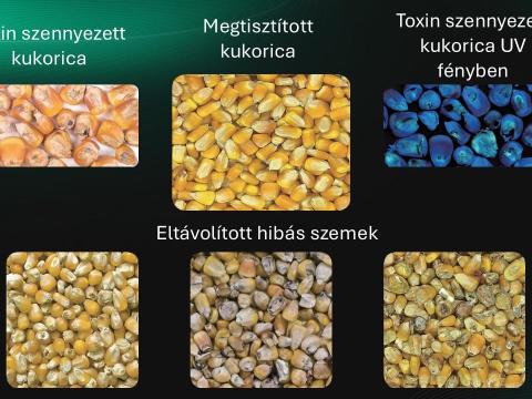 Kukorica-toxin csökkentése MEYER optikai válogatóval Kukorica-toxin csökkentése MEYER optikai válogatóval