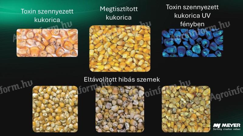 Kukorica-toxin csökkentése MEYER optikai válogatóval