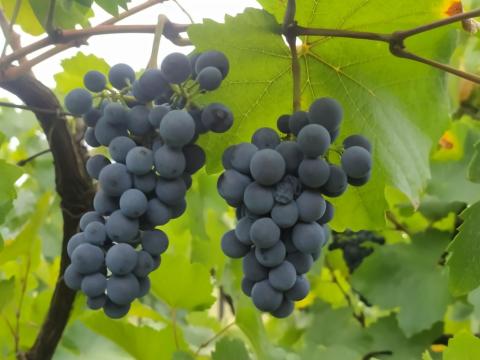 Gyümölcsös eladó Kisapostagon, dunai panorámával Gyümölcsös eladó Kisapostagon, dunai panorámával