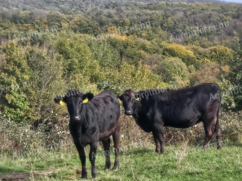 Wagyu - limuzin tehén