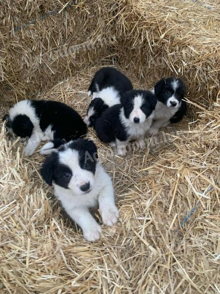 Border collie